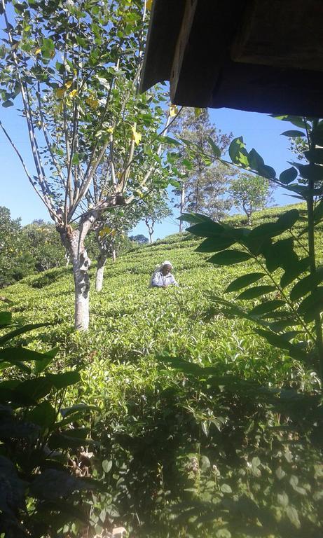 Tunnel Gap Homestay エッラ エクステリア 写真